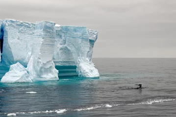 Fotobehang Whale - Antarctic Peninsula - Tabular Iceberg in Bransfield Strait © adfoto