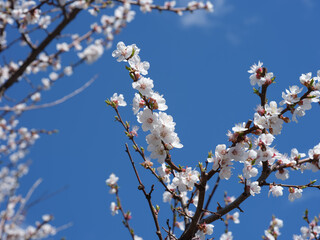 An apricot tree canopy with many branches that have apricot tree blossoms on them