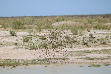 Flock of Red-billed Queleas in Etosha National Park, Namibia
