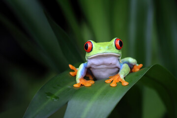 Red-eyed tree frog sitting on green leaves, red-eyed tree frog (Agalychnis callidryas) closeup on flower