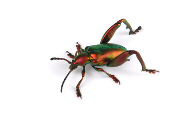 A frog leg beetle (Sagra sp) on white background, frog leg beetle (Sagra sp) closeup