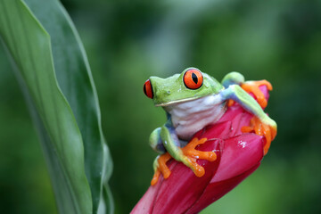 Red-eyed tree frog sitting on green leaves, red-eyed tree frog (Agalychnis callidryas) closeup on flower