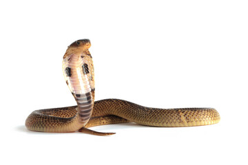 Baby Naja Sumatrana miolepis snake on white background in a position ready to attack