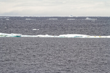 Obraz premium Antarctica - Non-Tabular Iceberg