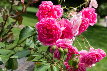 Red roses in the garden. Blurred background. Close-up.
