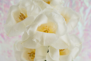 Fototapeta na wymiar Disco tulips - Bouquet of white tulips on a pastel rose background