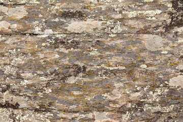 Granite Texture with Lichen