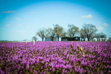 Purple fields forever