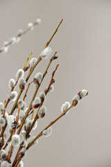 willow tree twigs on grey background, vertical © ksenija1803z