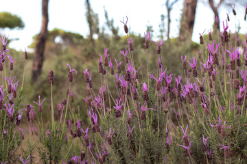 Lavandula stoechas, commonly called cantueso or borriquero thyme, is a very aromatic branchy shrub, up to a meter high, of the Lamiaceae family.