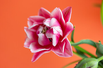 Closeup photography of peony tulip with water dpors.Orange background with copy space.