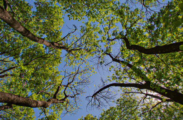 branches against the sky