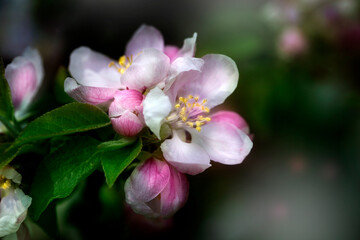 background with spring apple blossom. Blossoming branch in springtime Blooming apple tree in spring time.