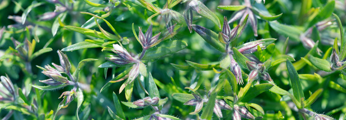  Beautiful nature scene with blooming