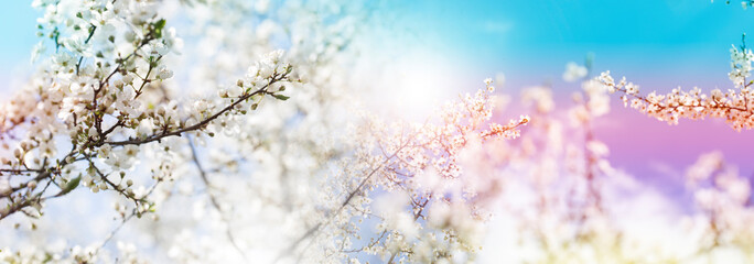  Beautiful nature scene with blooming tree