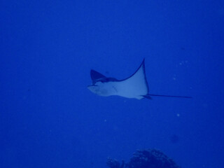 Ray in underwater sea in Saipan