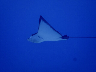 Fototapeta premium Ray in underwater sea in Saipan