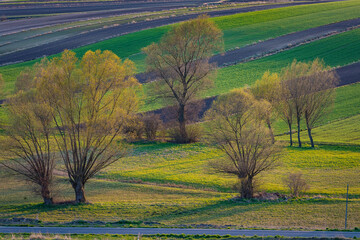 Wiosna na Ponidziu © Micha