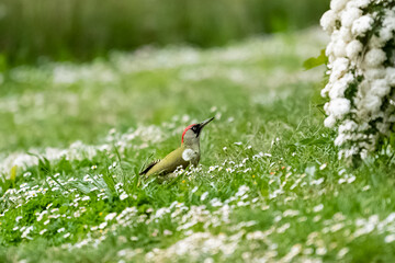 European Green Woodpecker, Picus viridis, colorful bird eating in the grass with daisies
