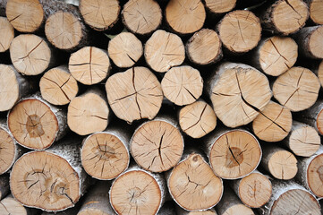 Woodpile fresh cut pine logs at sawmill factory. Big stack of tree trunks at wood production lumber...