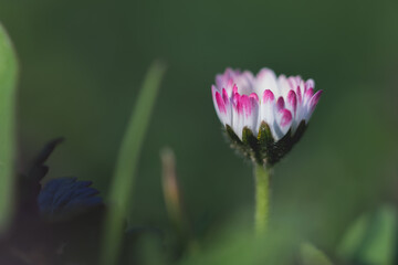 Daisy spring flower