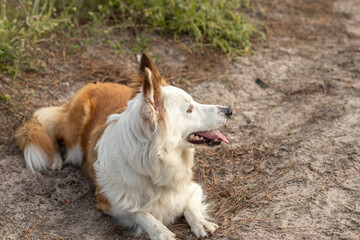 The most beautiful dog in the world. Smiling charming adorable sable brown and white border collie , outdoor portrait  with pine forest background. Considered the most intelligent dog. 