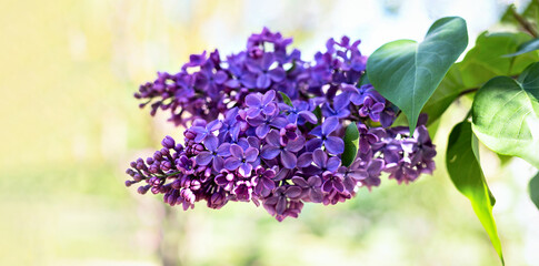 Purple lilac on branch in the botanical garden. Natural spring background, soft selective focus