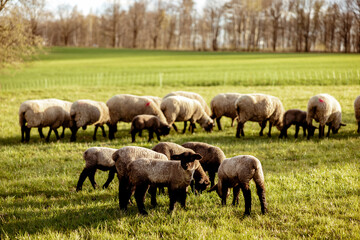 Naklejka na ściany i meble Flock of sheep on field. Sheep and lamb on the meadow eating grass in the herd. Farming outdoor. Beautiful landscape. Animals of farm. Sunny evening, amazing weather.