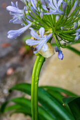 Obraz premium A stunning Agapanthus flower head on a sturdy verdant green stalk