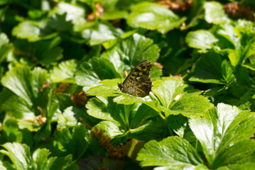 Speckled Wood Butterfly (Pararge aegeria) perched on green leaf in Zurich, Switzerland