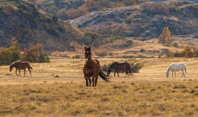 baguales patagónico, caballos salvajes entre cerros  y colinas otoñales bajo la lluvia  - obrazy, fototapety, plakaty