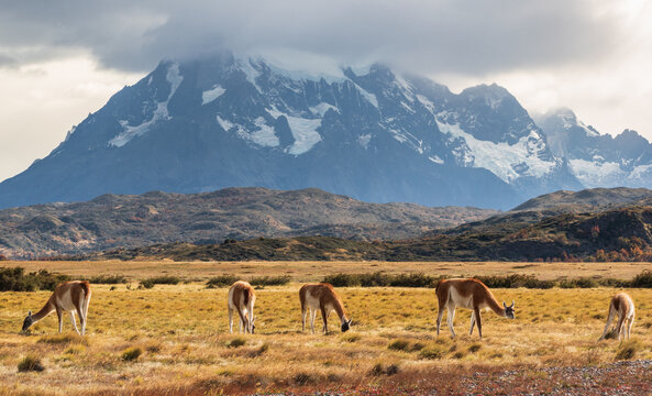 guanacos pastando en una llanura oto&ntilde;al al pie de una monta&ntilde;a nevada con nubes tapando la cima , silvestre y natural 