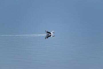 Fototapeta na wymiar gaviota patagona nadando en el mar patagónico, reflejada en las azules aguas del mar , gaviota reflejada en el agua tranquila, agua en calma 