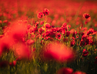 Wonderful poppy flowers in the field in spring