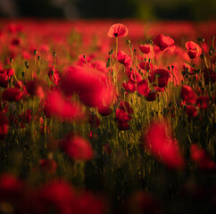 Obraz premium Wonderful poppy flowers in the field in spring