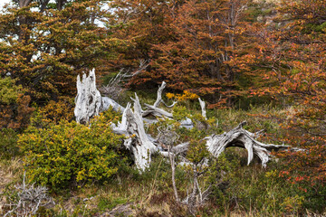 árbol caído entre bosque patagónico de color blanco, con forma de dragón o bestia mítica...