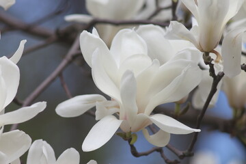 Magnolia bloom in the Kyiv Botanical Garden