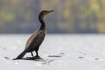 Great Cormorant ( Phalacrocorax carbo)