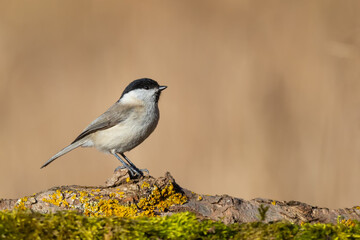 Marsh tit  (Poecile palustris)