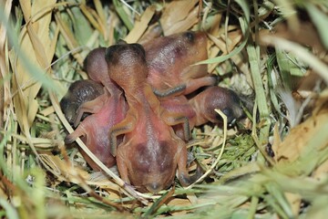 Wellenastrild (Estrilda astrild) in der Voliere, Jungvögel im Nest.