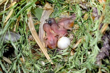 Wellenastrild (Estrilda astrild) in der Voliere, Jungvögel im Nest.