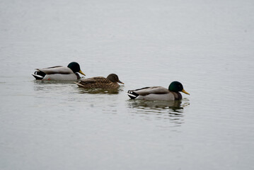 3 ducks are swimming