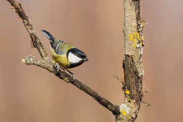 Great tit (Cyanistes caeruleus)