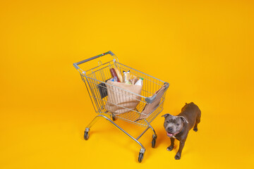 Staffordshire terrier and grocery cart