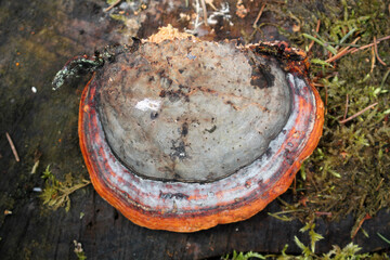 Red-belted conk (Fomitopsis pinicola) fungus. April, Belarus - obrazy, fototapety, plakaty