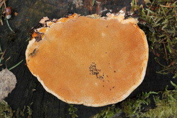 Hymenophore of Red-belted conk (Fomitopsis pinicola) fungus. April, Belarus - obrazy, fototapety, plakaty