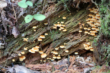 Xeromphalina campanella mushrooms in wild. April, Belarus