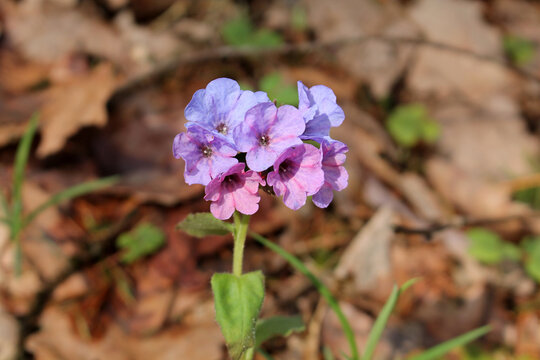 Flowering Unspotted lungwort (Pulmonaria obscura) plant in wild. April, Belarus