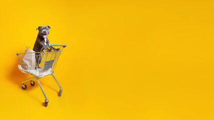 Pretty dog standing in shopping cart
