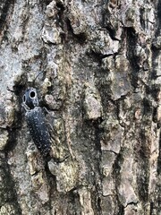 Obraz premium bark of a tree